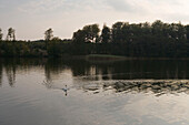 Ein Schwann, Vilzsee, Mecklenburgische Seenplatte, Mecklenburg Vorpommern, Deutschland