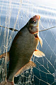 Freshly caught bream fish,Lake Chiemsee, Bavaria, Germany