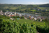 Vineyards near Wormeldange, Luxembourg, Europe