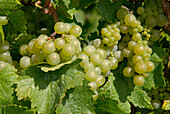 Bunches of grapes in vineyards near Wormeldange, Luxembourg, Europe