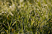 Close up of grass and dew, near Schongau, Allgaeu, Upper Bavaria, Bavaria, Germany