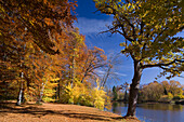 Lake Deixlfurt and forest in Autumn colours, near Tutzing, Upper Bavaria, Bavaria, Germany