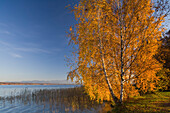 Park Bernried and lake Starnberg in Autumn, Bernried, Upper Bavaria, Bavaria, Germany