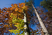 Beech and pine tree in Autumn colours, at Lake Haarsee, near Weilheim, Upper Bavaria, Bavaria, Germany