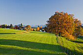 Herbstliche Landschaft, Eberfing, bei Weilheim, Bayern, Deutschland