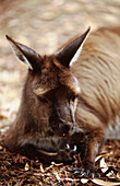 Close up of a tame roo, kangaroo, Kangaroo Island, Australia