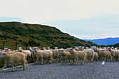 Eine Schafherde, Crown Range Saddle, Passtrasse, Cardrona, Südinsel, Neuseeland