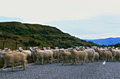 A flock of sheep, Crown Range Saddle, mountain pass, Cardrona, South Island, New Zealand