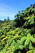Ferns and tree ferns near Bridge to Nowhere, Whanganui River, North Island, New Zealand