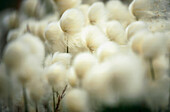 Cotton grass, moorland, Germany