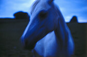 Nahaufnahme von einem Islandpferd, Pferd