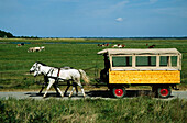 Horse-drawn carriage, Vitte, Hiddensee Island, Mecklenburg-Western Pomerania, Germany