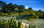 Leuchtturm und Dünenlandschaft Dornbusch, Insel Hiddensee, Mecklenburg Vorpommern, Deutschland, Europa