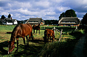 Pferde vor Reetdachhäusern, Born, Darss, Mecklenburg Vorpommern, Deutschland, Europa