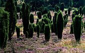 Juniper Lueneburger Heide, Niedersachsen, Germany