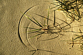 Traces in the sand, Lower Saxony, North Sea, Germany