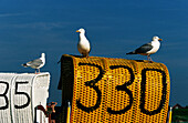 Herring gulls on beach chairs, Lower Saxony, Germany