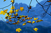 Herbstlaub, Hinterer Gosausee, Dachsteingruppe, Oberösterreich, Österreich