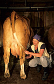 Sennerin beim Melken einer Kuh, Oberbayern, Bayern, Deutschland