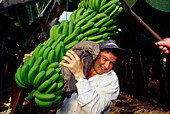 Worker at banana harvest, banana plantation near Galdar, Gran Canaria, Canary Islands, Spain