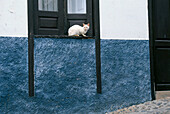 Katze auf Fensterbank, Agulo, La Gomera, Kanarische Inseln, Spanien