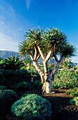 Drachen-Baum, Berg Teide im Hintergrund, Puerto de la Cruz, Valle de la Orotava, Orotova Valley, Teneriffa, Kanarische Inseln, Spanien