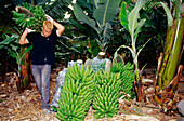 Bananenernte, San Juan de la Rambla, Teneriffa, Kanarische Inseln, Spanien, Europa