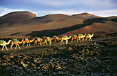 Camels, Montanas del Fuego, volcanic landscape, Timanfaya National Park, Lanzarote, Canary Islands, Spain