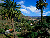 Palm trees, Fataga, historic village, valley of the thousand palms, mountain region, Gran Canaria, Canary Islands, Spain