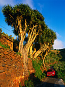 Dragon trees, La Tosca, La Palma, Canary Islands, Spain