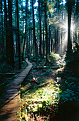 Stege durch Wald bei Ozette, Olympic National Park, Washington, USA