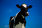 Cow in front of blue sky
