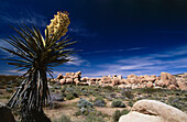 Blooming Mojave Jucca near White Tank, Joshua Tree National Monument, South California, USA