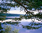 Twig of pine near lakeshore, Sweden