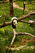 Tai Shan, ein Pandabär in Washington Zoo, Washington DC, Vereinigte Staaten von Amerika, USA