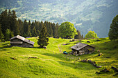 View over Bussalp (1800 m) with a wooden house, Grindelwald, Bernese Oberland (highlands), Canton of Bern, Switzerland