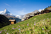 Holzhäuser an einem Berghang in Bergdorf Findeln, Matterhorn 4478 m, im Hintergrund, Zermatt, Wallis, Schweiz