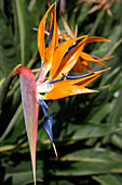 Paradiesvogelblume, Königinstrelizie, Azoren, Portugal