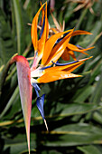 Streltizia reginae, Azores, Portugal