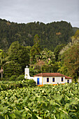 Taro plantation and farmhouse, Azores, Portugal