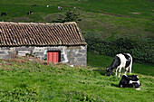 Kühe in den Hügeln über Povoacao, Azoren, Portugal
