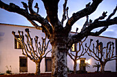 Platanen im Hof des Hotels Convento de Sao Francisco, Azoren, Portugal