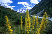 Alpine flowers in Hookers Valley with Mount Cook in the background, New Zealand