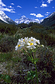 Blume, Hooker Valley und Mount Cook, Neuseeland