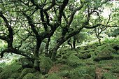 Moosbedeckte Eichen im Wistman's Wood Wald, Dartmoor National Park, nahe Two Bridges, Devon, Südengland, England, Großbritannien, Europa