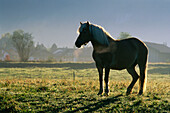 Pferd im Blauen Land, Murnauer Moos, Oberbayern, Bayern, Deutschland, Europa