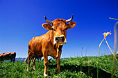 Cattle on maedow, Upper Bavaria, Bavaria, Germany