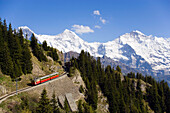 Schynige Platte Railway, Eiger (3970 m), Mönch (4107 m) and Jungfrau (4158 m) in background, Schynige Platte (1967 m), Interlaken, Bernese Oberland (highlands), Canton of Bern, Switzerland (Part of Jungfrau Aletsch Bietschhorn UNESCO World Heritage Site)
