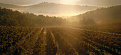 Weingut bei Sonnenaufgang, in der Nähe von Volpaia, Chianti, Toskana, Italien