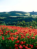 Poppy field, and vineyards, Chianti, Toskana, Italy